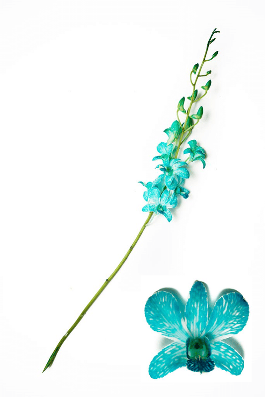 Blue with White Dyed Orchids