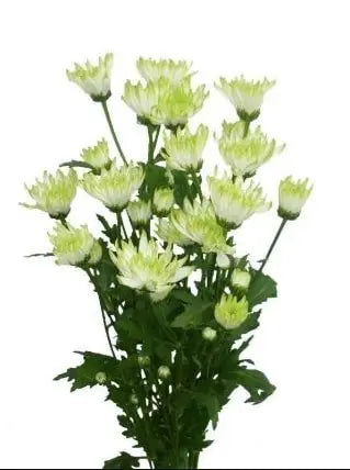 Green Cushion Flower 12 Bunch