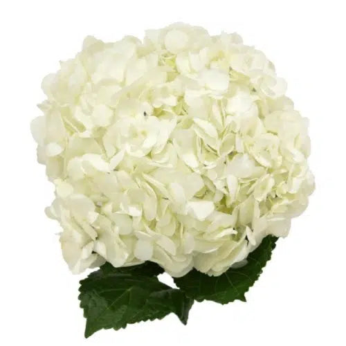 White Hydrangea, 30 stems