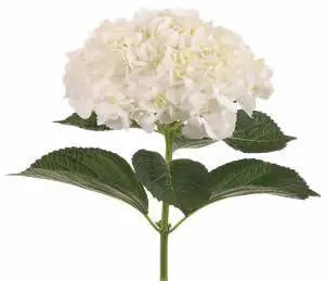 Ivory White Hydrangea 10 stem