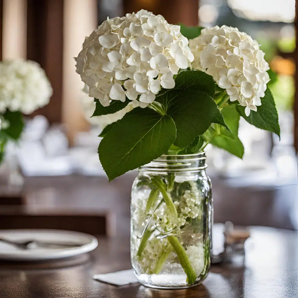 White Hydrangea Flowers 30 Bloom Weekly Subscription