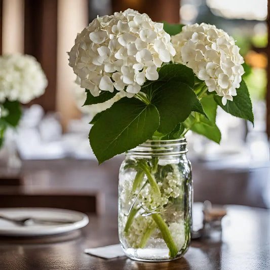 White Hydrangea Flowers 30 Bloom Weekly Subscription