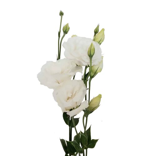 White Lisianthus Flowers 100 stems