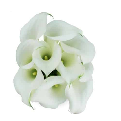 White Mini Calla Lily Flower
