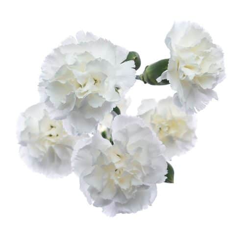 White Mini Carnation Flowers