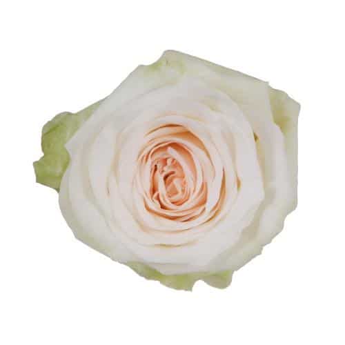 White O'Hara Garden Roses