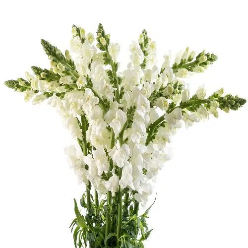 White Snapdragon, 100 stems