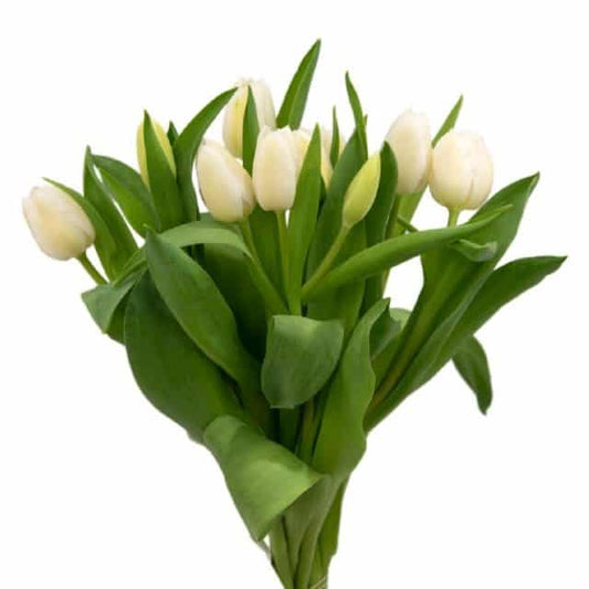 White Tulips 150 Blooms