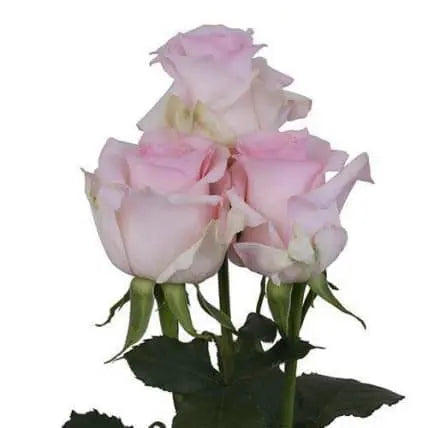 100 Light Pink Roses