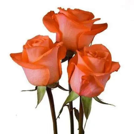 100 Coral Roses