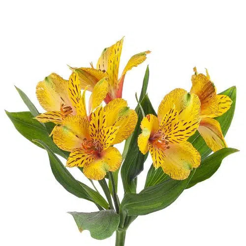 Yellow Tiger Lily Flowers 120 stems