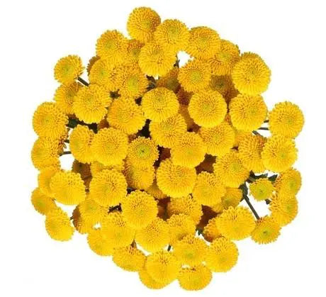 Yellow Button Pompons Flower