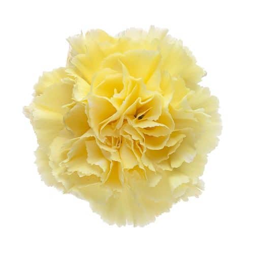 Yellow Carnation Flower