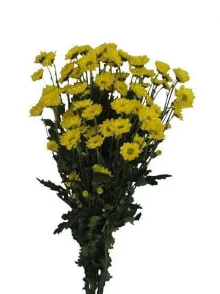 Yellow Chrysanthemum 12 bunch