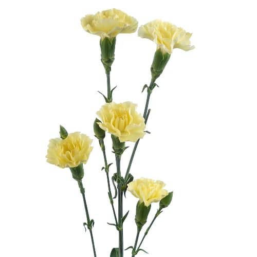 Yellow Mini Carnation Flowers