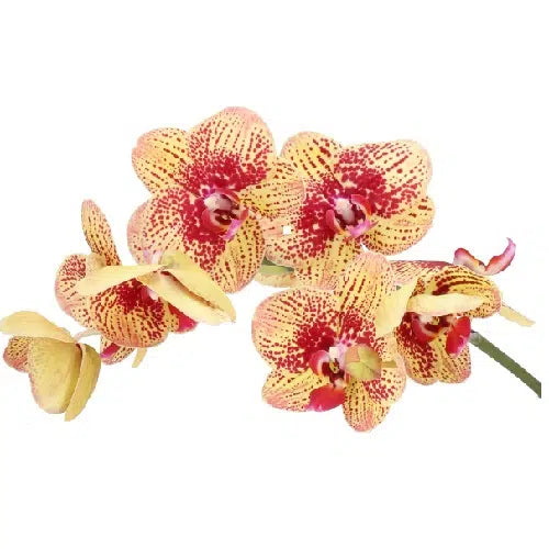 Yellow Phalaenopsis, 12 stems