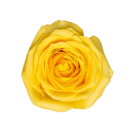 Yellow Roses, 100 stems