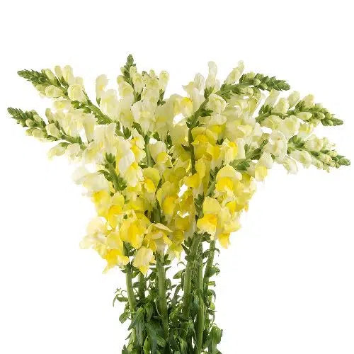 Yellow Snapdragon, 100 stems