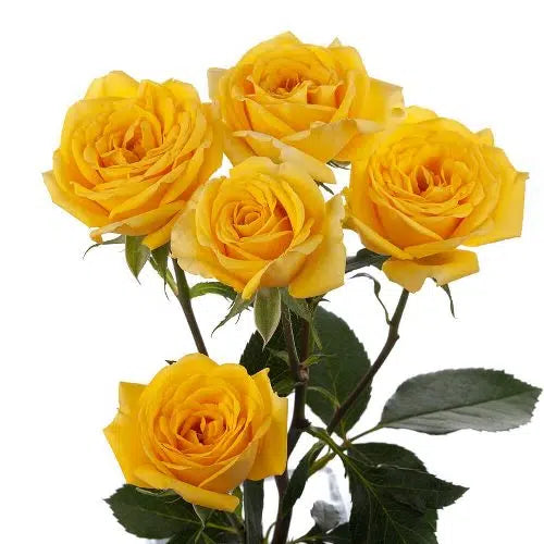 Yellow Mini Roses, 100 stems