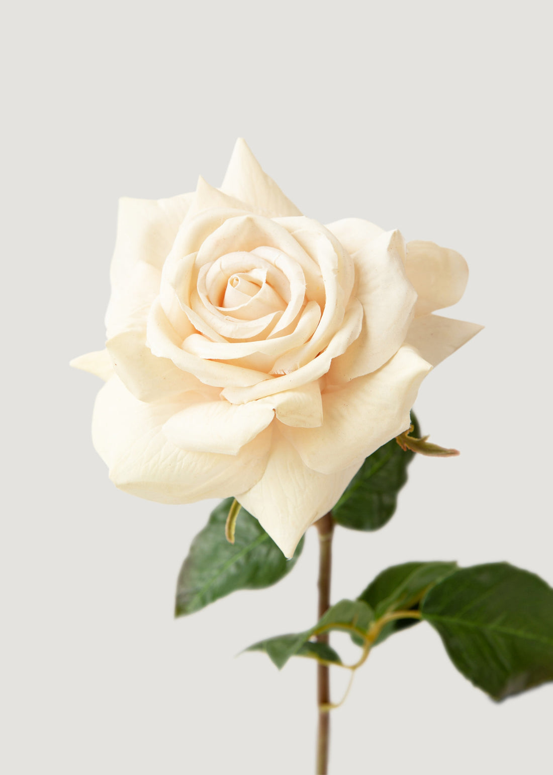 All Flowers and Floral Supplies