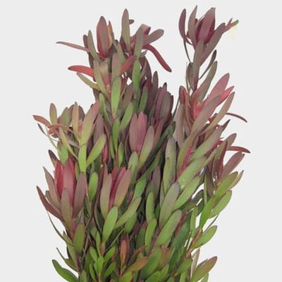 Leucadendron