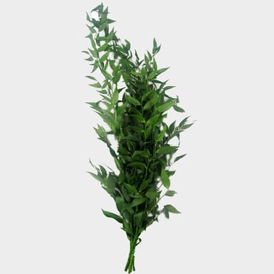 Italian Ruscus Green