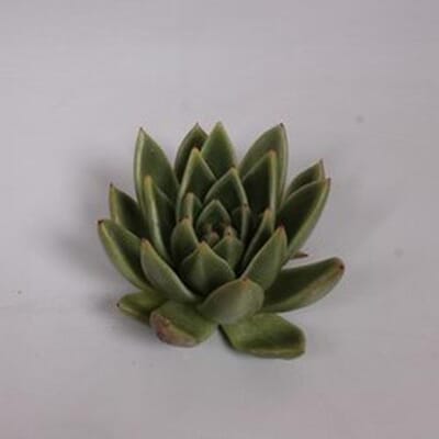 Miranda Medium Succulents 9cm