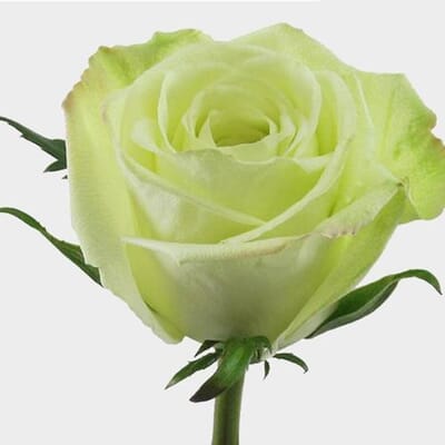 Rose Green Tea 40 Cm