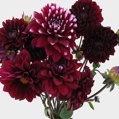 Dahlias (5 Bunch) - Burgundys