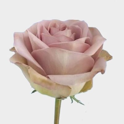 Rose Amnesia 40 Cm
