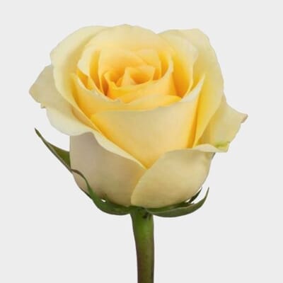 Rose Butterscotch Cream 50cm