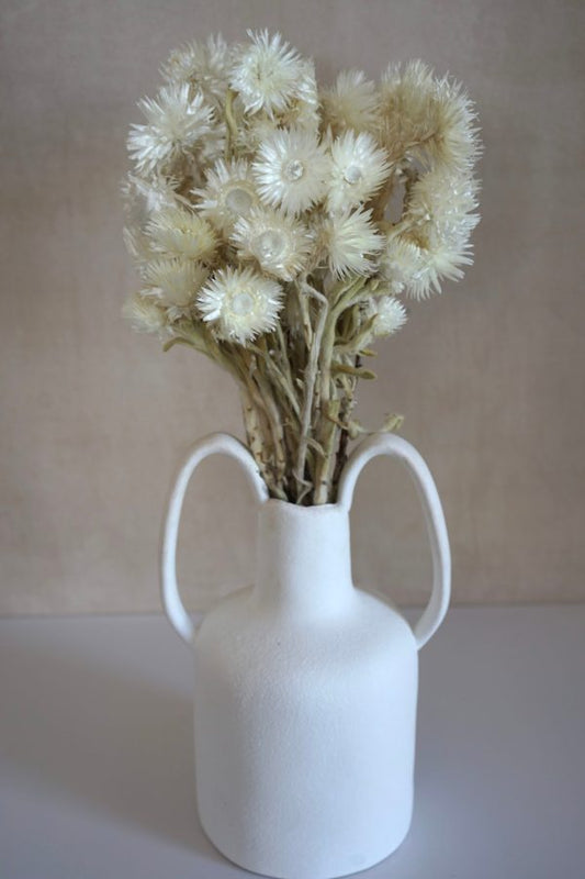 Dried White Everlasting Strawflowers