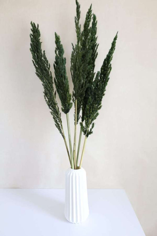 Large Green Eryanthus Bundle