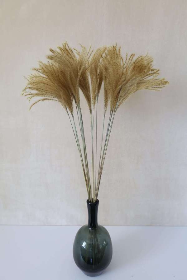 Golden Reed Grass