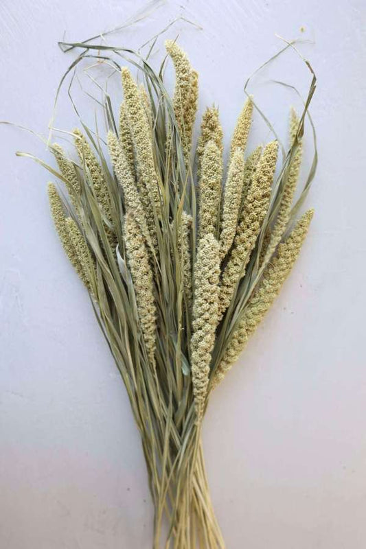 Dried Millet Grass