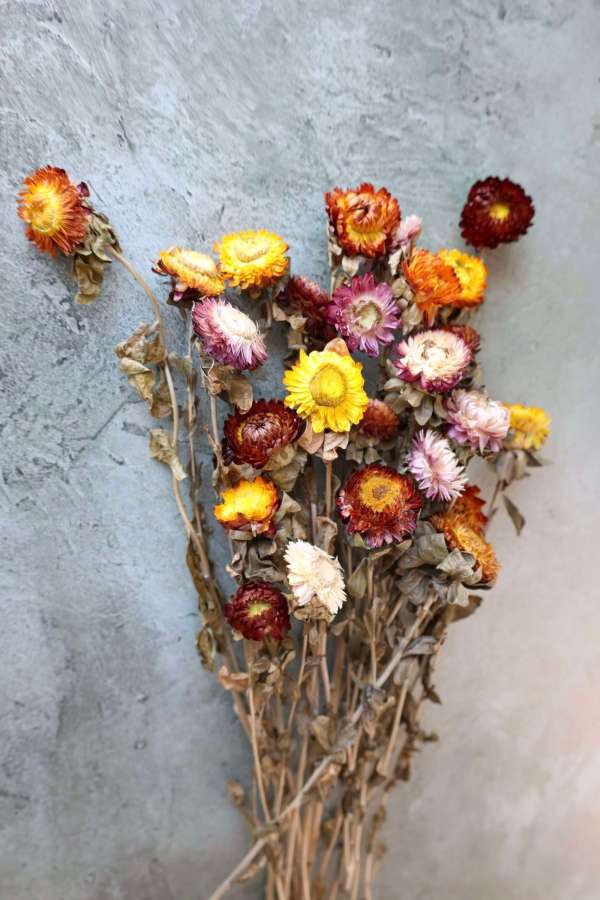 Dried Everlasting Strawflowers