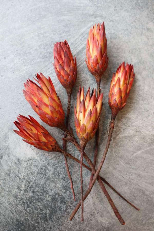 Dried Protea Repens
