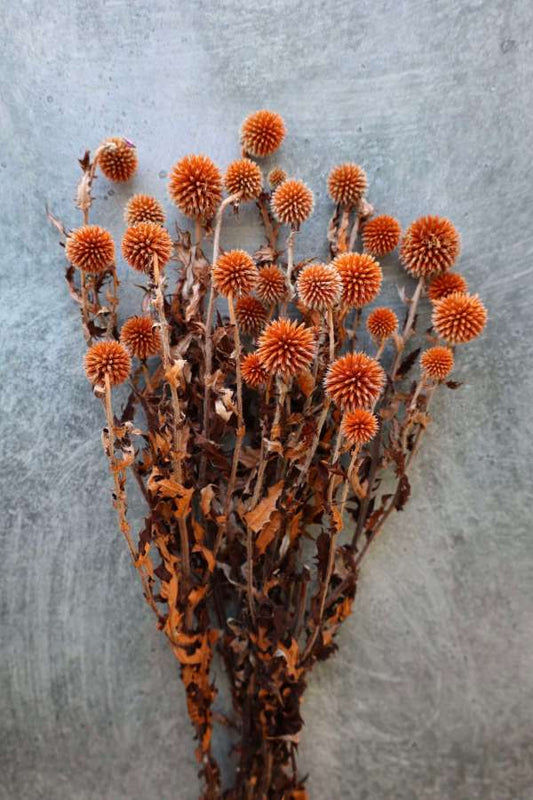 Dried Echinops Bundle