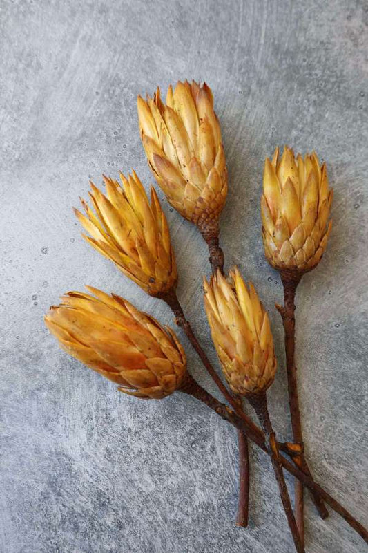 Dried Protea Repens