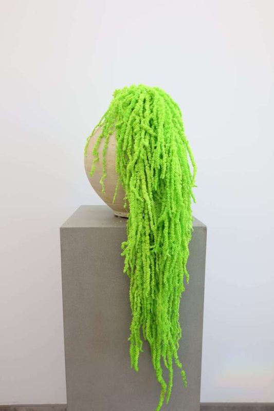 Hanging Amaranthus Bunch