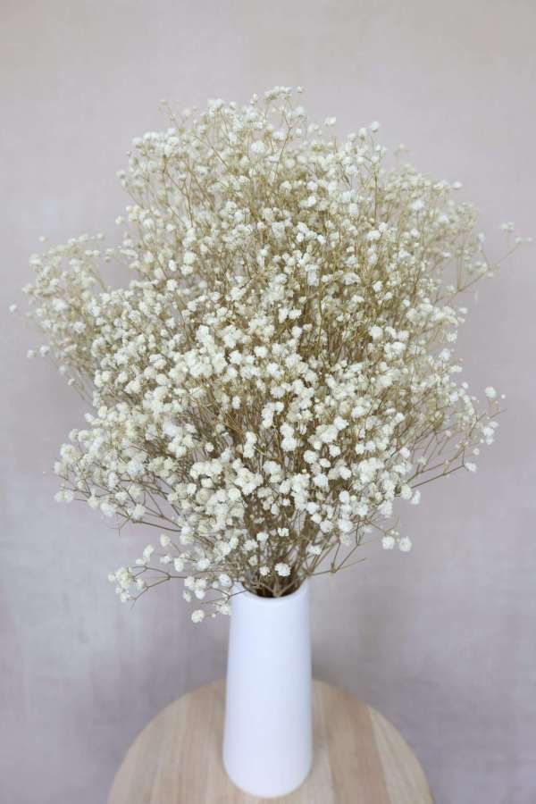 Dried Baby's Breath