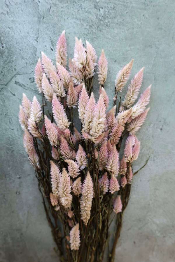 Dried Ombre Grass