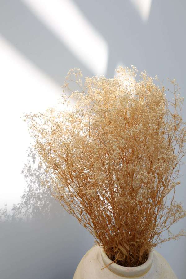 Dried Baby's Breath