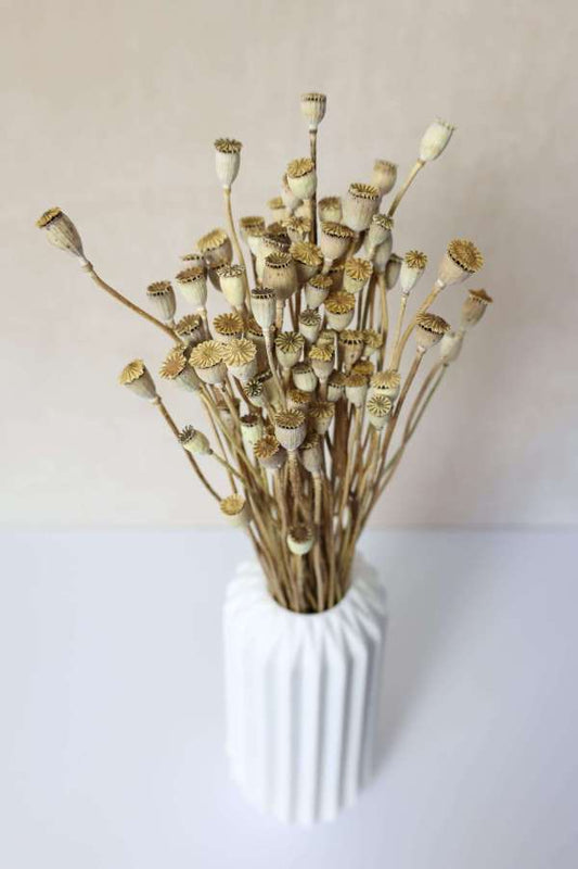 Dried Mini Poppy Pods