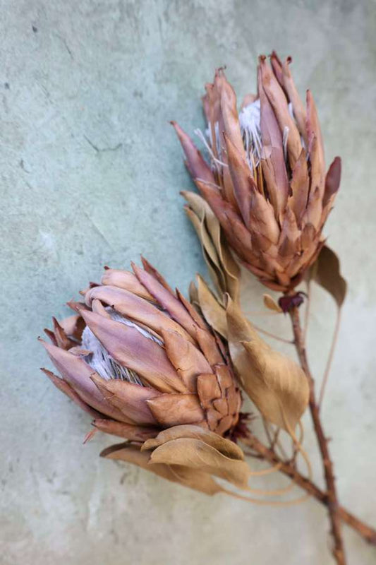 Dried King Protea Stems