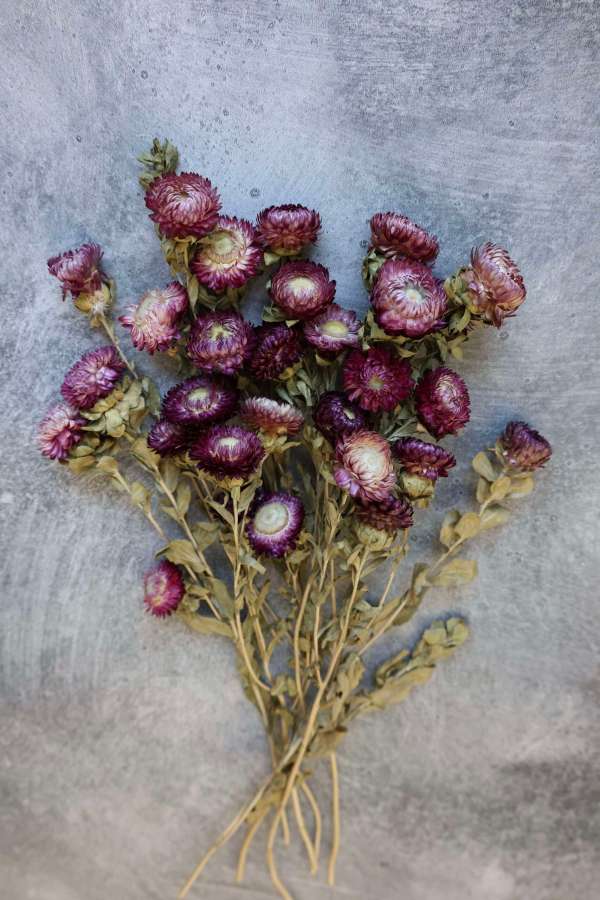 Dried Strawflowers