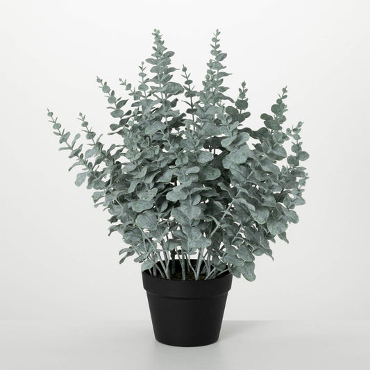 Lush Potted Eucalyptus Bush