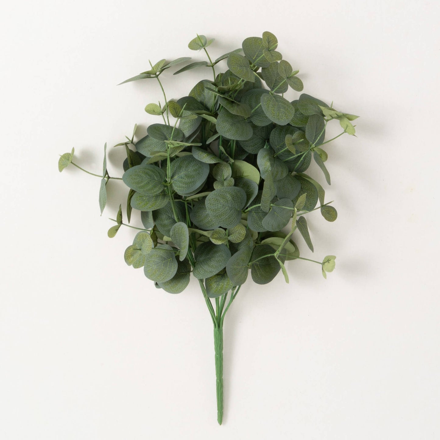 Grey Green Euculptus Bush