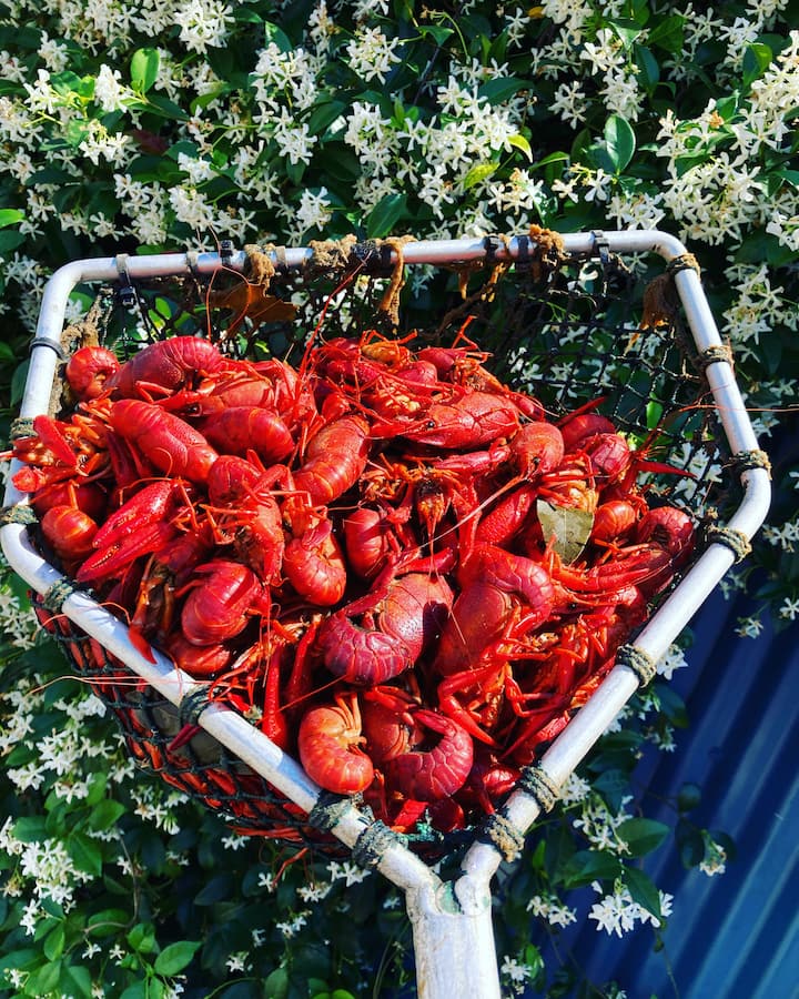 Authentic New Orleans Seafood Boil By Evan