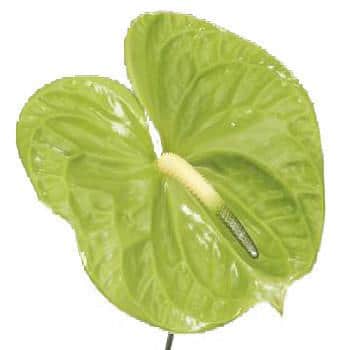 Green Anthurium Flower